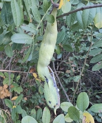 Pistacia terebinthus