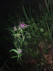 Phlox pilosa