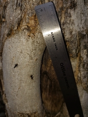 Dolichoderus bispinosus