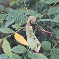 Pistacia terebinthus