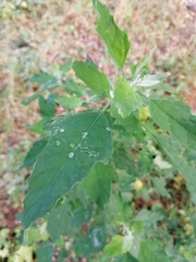 Chenopodium album