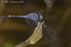 Micrathyria aequalis