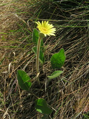 Gerbera piloselloides