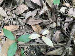 Ternstroemia gymnanthera