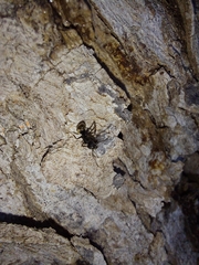 Dolichoderus bispinosus