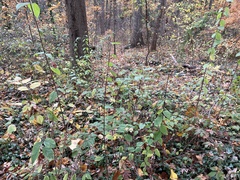 Viburnum setigerum