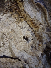 Dolichoderus bispinosus