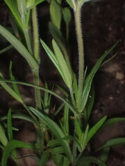 Phlox pilosa