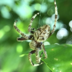 Hortophora