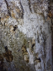 Dolichoderus bispinosus