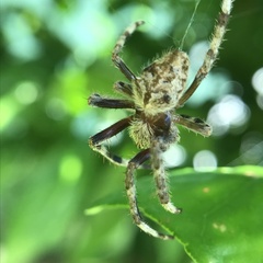 Hortophora
