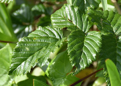 Rubus rigidus