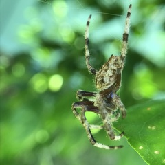 Hortophora