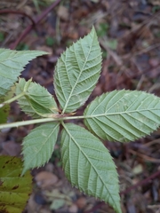Rubus polonicus