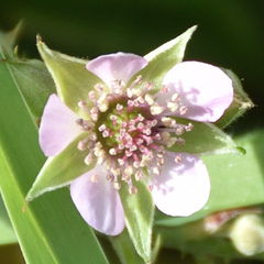 Rubus rigidus