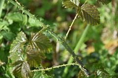 Rubus rigidus