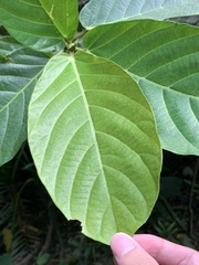 Ficus benguetensis
