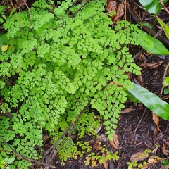 Adiantum andicola