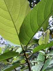 Ficus benguetensis