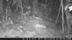 Atherurus africanus