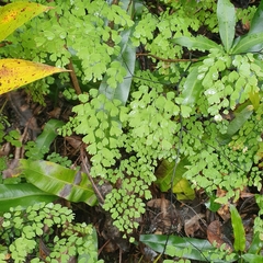 Adiantum andicola