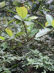 Ficus benguetensis