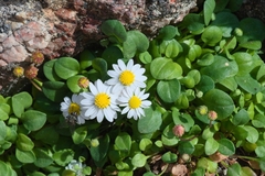 Bellium bellidioides