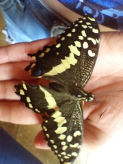 Papilio demodocus