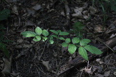 Fraxinus excelsior
