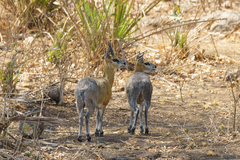 Oreotragus oreotragus