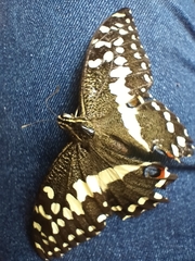 Papilio demodocus