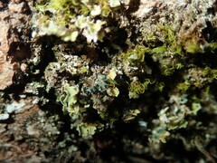 Arthrorhaphis aeruginosa