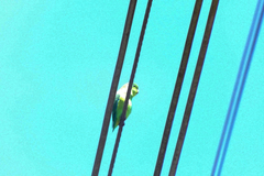 Forpus xanthopterygius