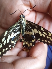Papilio demodocus