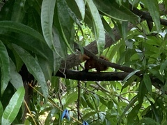 Sciurus granatensis