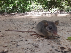 Ototylomys phyllotis