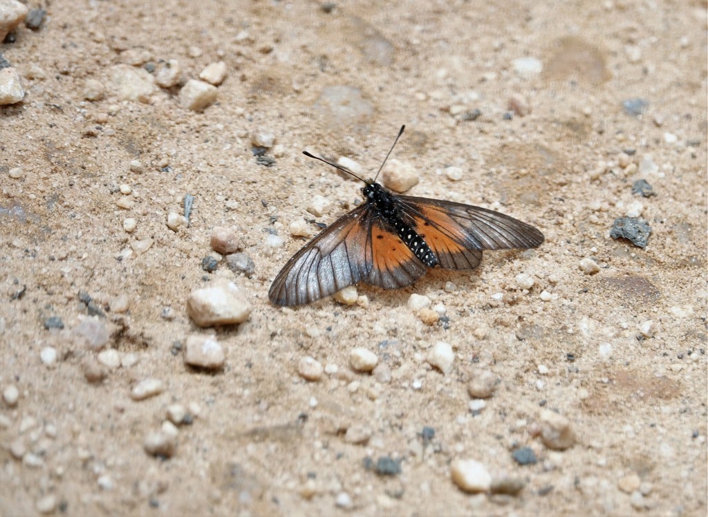 Acraea orestia