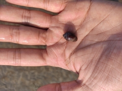 Cassidula aurisfelis