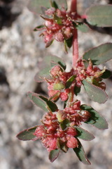 Euphorbia maculata