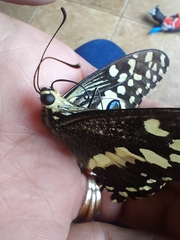 Papilio demodocus