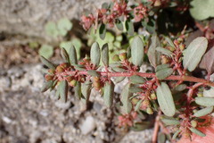 Euphorbia maculata