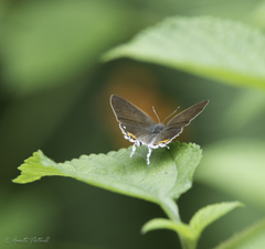 Hypolycaena thecloides