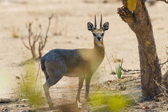 Oreotragus oreotragus