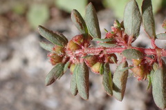 Euphorbia maculata