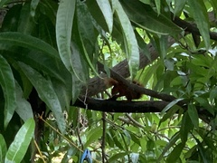 Sciurus granatensis