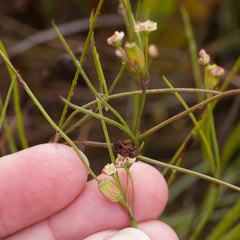 Centella macrocarpa