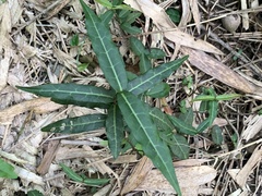 Trachelospermum