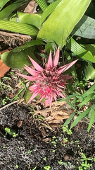 Aechmea fasciata