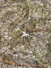 Rhynchospora colorata