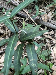 Trachelospermum